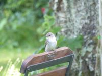 a small bird sitting on the back of a bench at Orfea s home - maison de charme, Lyons-la-Forêt, accès direct forêt in Le Tronquay