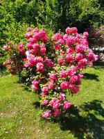 a bush of pink roses in a garden at Gorski cvijet in Delnice