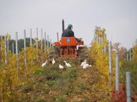 Zvieratá na farme alebo blízkom okolí