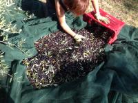 Plán poschodí v ubytovaní Agriturismo La Roverella