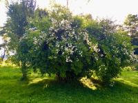 Vonkajšia záhrada v ubytovaní Naturforsthaus Gartenblick für Hunde - und naturverbundene Menschen