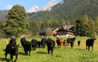 eine Kuhherde auf einem Feld vor einem Haus in der Unterkunft Naturhotel Lärchenhof in Ramsau am Dachstein