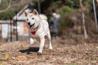 宿泊客と一緒にエンゼルフォレスト伊豆スカイラインに滞在中のペット