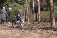宿泊客と一緒にエンゼルフォレスト伊豆スカイラインに滞在中のペット