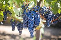 Plán poschodí v ubytovaní Feriendomizil Wachau