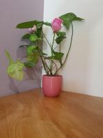 a pink flower in a pink pot on a wooden table at Le pti colibri d Olivier in Salazie