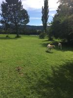 Zvieratá v ubytovaní bed & breakfast alebo blízkom okolí
