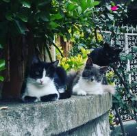 La Casetta di Meta kisállat-vendégei