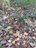 Plán poschodí v ubytovaní Domek na Mazurach-Piasutno