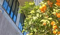 Vonkajšia záhrada v ubytovaní MD Modern Hotel - Jardines