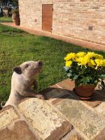 Domáce zviera alebo zvieratá hostí v ubytovaní Agriturismo Sole