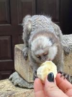 インの敷地内または近くにいる動物