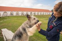 Domáce zviera alebo zvieratá hostí v ubytovaní Chalets Franciska Major, Pro Village
