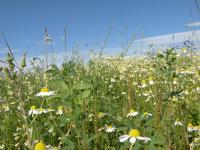 a field of white and yellow flowers in a field at Modern Holiday Home in Florenville with Garden in Chassepierre