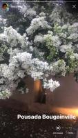 a picture of a tree with white flowers at Pousada Bougainville in Três Corações