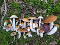 Galería fotográfica de Mas Lo Faix en Saint-Laurent-de-Cerdans