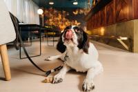 a dog on a leash with its tongue out at Hotel Sparre in Porvoo