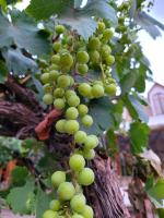 Fotografie z fotogalerie ubytování Hotel El Tesoro de Elqui v destinaci Pisco Elqui