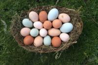 a bunch of eggs in a nest on the grass at F1 noir&#47;anis, avec terrasse couverte et jardin (E) in Compreignac