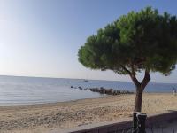 a tree on a sandy beach with the ocean at Village Club Thalassa in Mèze
