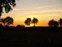 a group of trees in a field at sunset at camping chez l&#39;habitant in Noyal-Muzillac