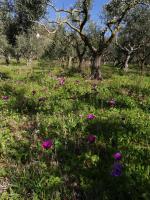 A garden outside Le Coste Affittacamere
