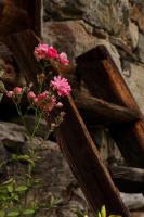 A garden outside LA MURA’ - Il vostro posto nel Gran Paradiso