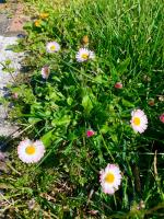 A garden outside Agriturismo Le Grotte