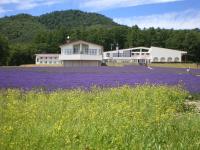 富良野市にあるハイランドふらの の建物の前の紫色の花畑
