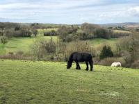 a black horse grazing in a field of grass at Chambres d&#39;hôtes Saint Jean in Nogent-le-Rotrou