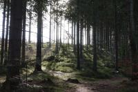 Příroda nedaleko apartmánu