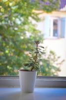 a small plant in a white pot on a window sill at Chambres d&#39;hôtes Chez Caroline in Colmar