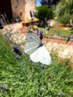 Zahrada ubytování Casa 34
