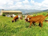 a group of cows grazing in a field of grass at Holiday Home Le Cèdre - RSB100 by Interhome in Roche-Saint-Secret