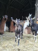 Gallery image of Loire Valley Llama Farm Stay in Lavernat