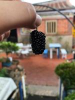 a person holding a bunch of blackberries on a stick at I-Shan B&amp;B in Jincheng