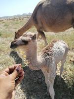 ラグジュアリーテントの敷地内または近くにいる動物