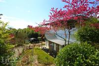 a house with a flowering tree in front of it at Luxembourg in Ren&#39;ai