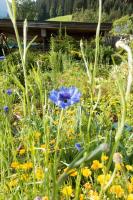 A garden outside Reinthalers