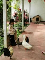 a young girl feeding chickens and ducks in a courtyard at Beautiful Yilan Resort in Dongshan