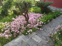 A garden outside Kontos Mansion