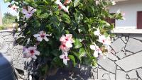 A garden outside DA ISINOE
