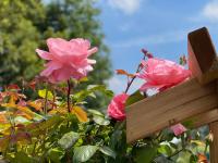 a group of pink roses next to a wooden fence at Kyriad Cambrai in Cambrai