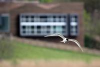 Půdorys ubytování Urdaibai Bird Center
