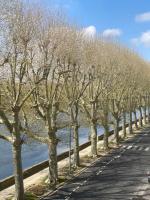 a row of trees on the side of a road at Le Charles VII in Chinon
