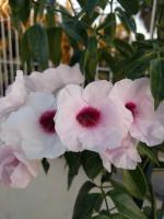 Jardín al aire libre en Casa Baleso
