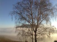 a tree in the middle of a foggy field at La Croix de Saburin in Quincié-en-Beaujolais