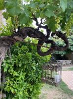 a bird cage sitting next to a tree at Chambres d&#39;hôtes la Soulenque Luxury B &amp; B in Capestang