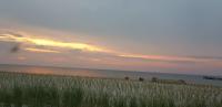 a beach with grass and the ocean at sunset at Villa Wiese in Katzow