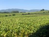 a field of soybean plants with mountains in the background at La Gatille in Villié-Morgon